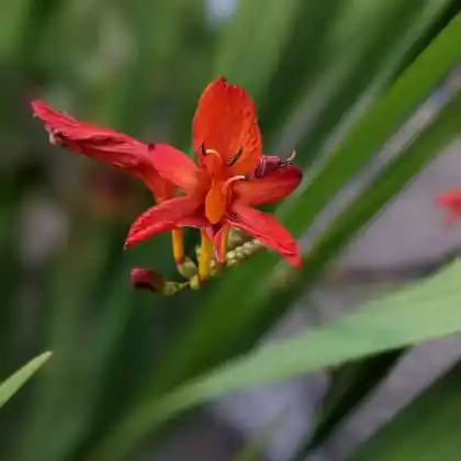 Foto von Garten-Montbretie (Crocosmia x crocosmiiflora)