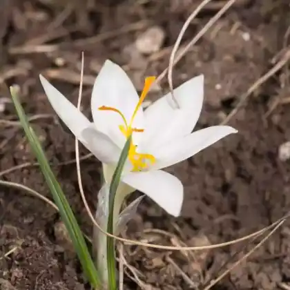Foto von Zweiblütiger Krokus (Crocus biflorus)