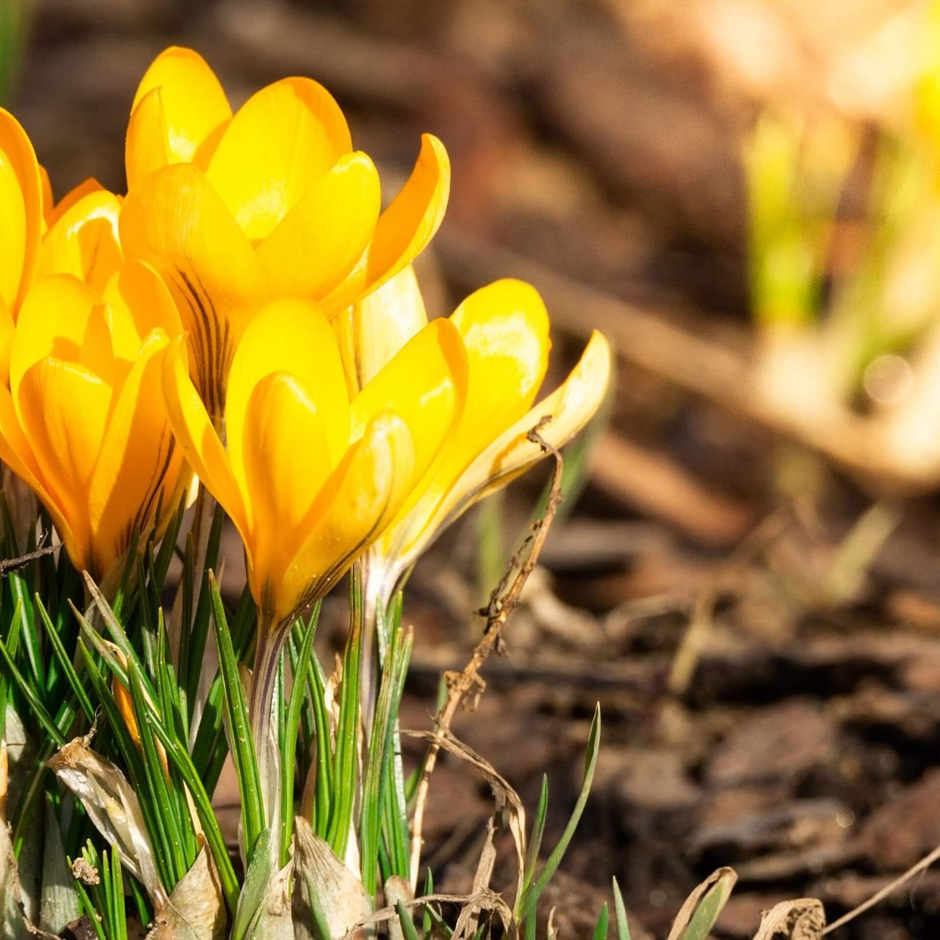 Kleiner Krokus (Crocus chrysanthus)