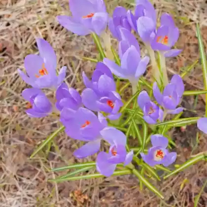 Foto von Toskanischer Krokus (Crocus etruscus)