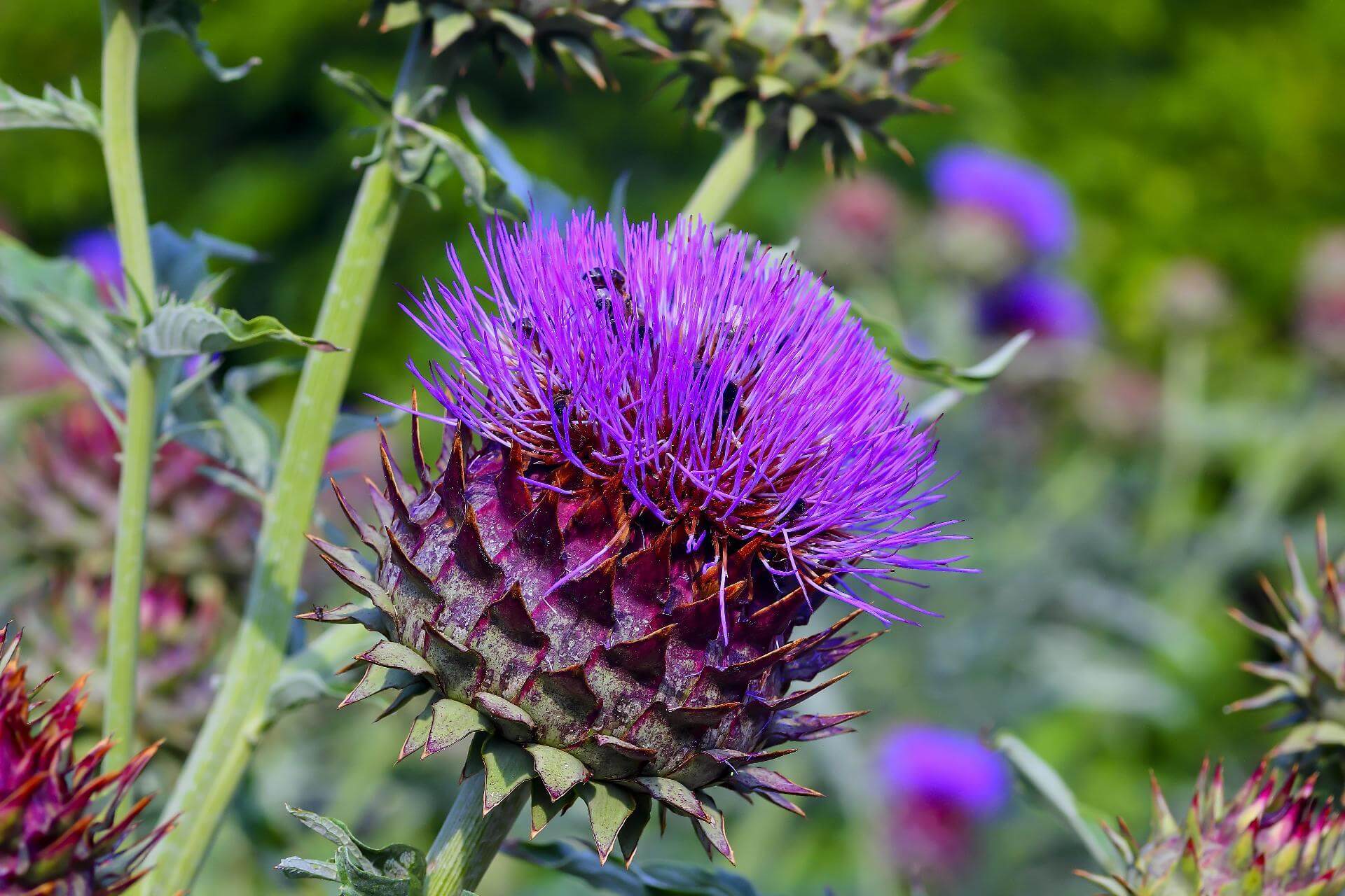 Wilde Artischocke / Cynara cardunculus