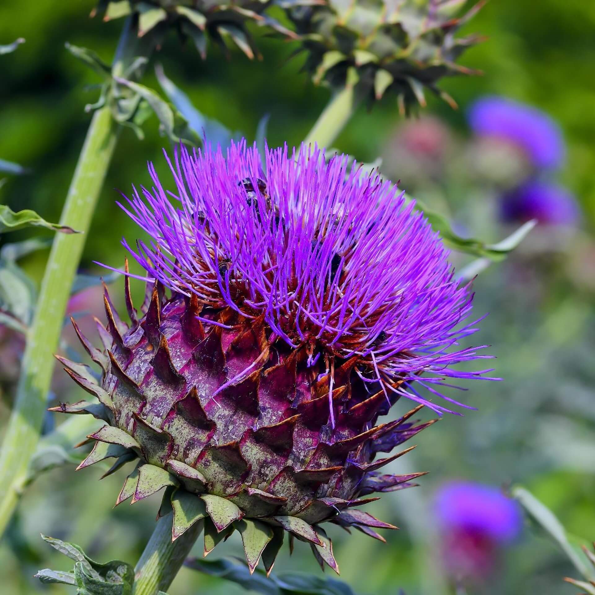 Wilde Artischocke (Cynara cardunculus)