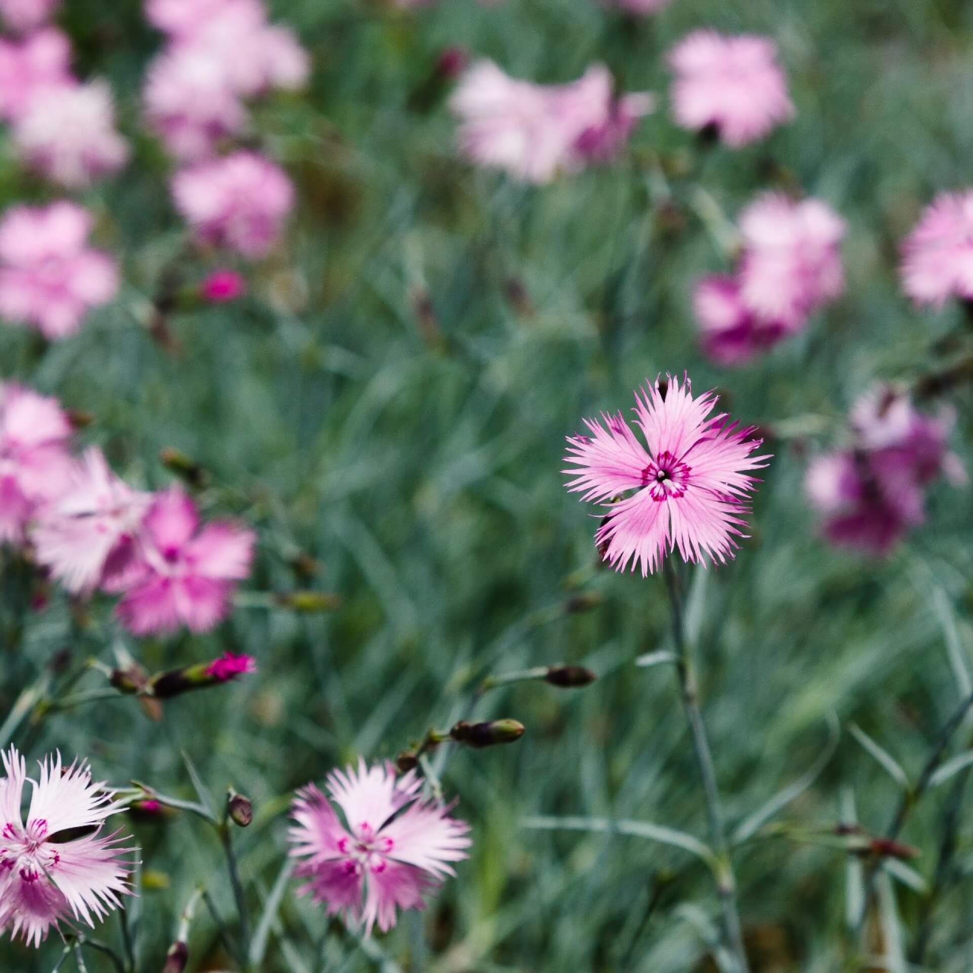 Feder-Nelke (Dianthus plumarius)