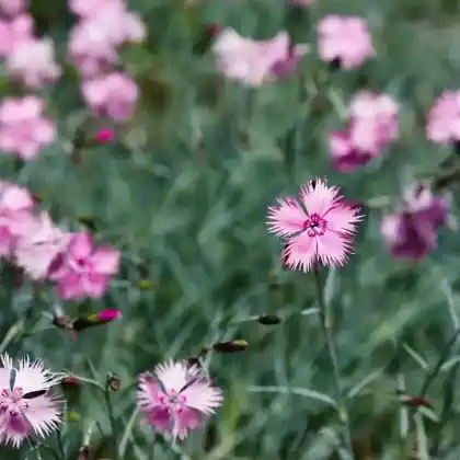 Foto von Feder-Nelke (Dianthus plumarius)