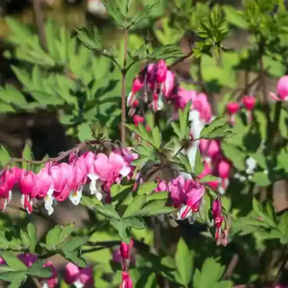 Foto von Amerikanische Herzblume (Dicentra formosa)
