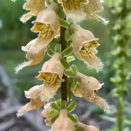 Foto von Rostfarbiger Fingerhut (Digitalis ferruginea)