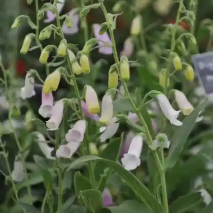 Foto von Iberischer Fingerhut (Digitalis thapsi)