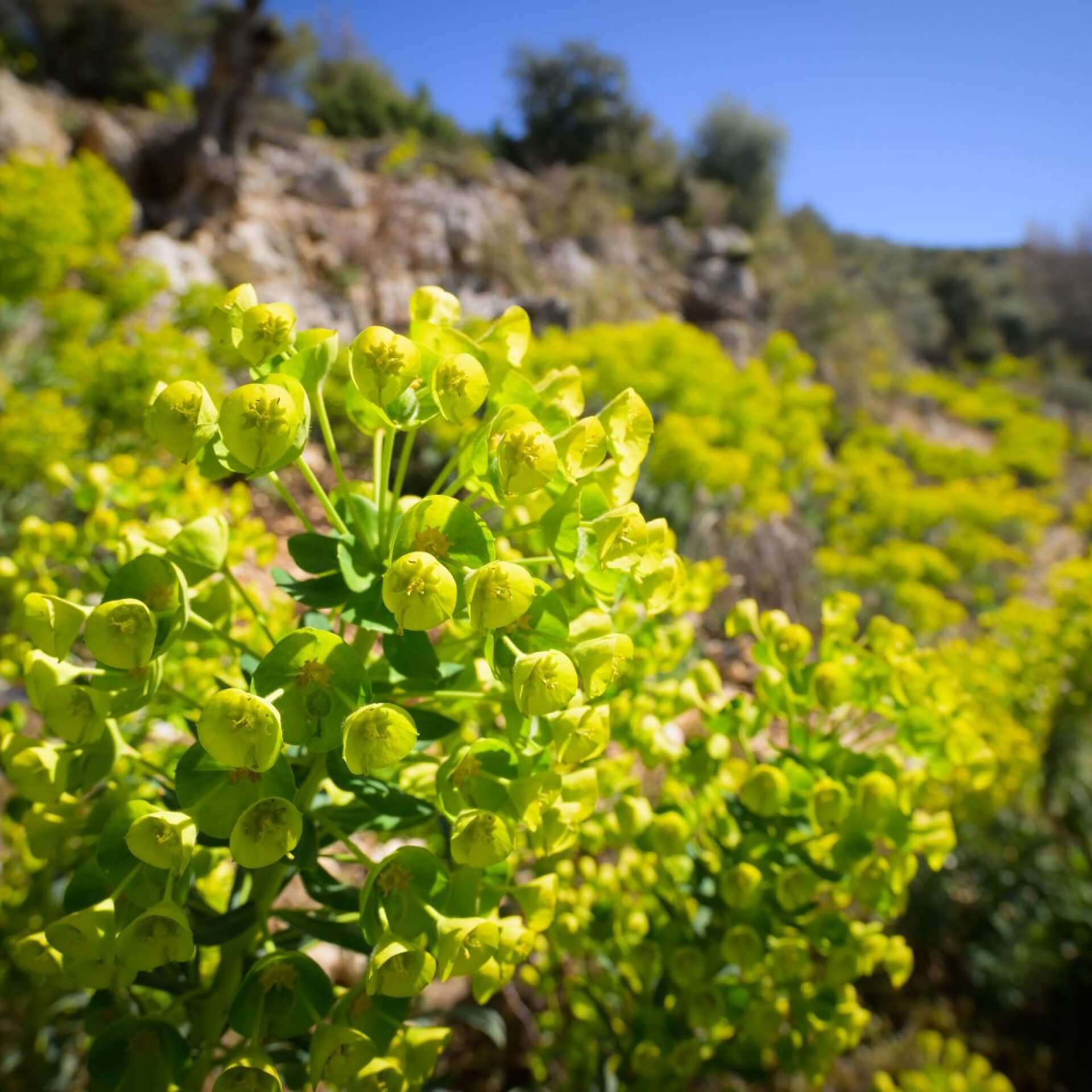 Palisaden-Wolfsmilch (Euphorbia characias)