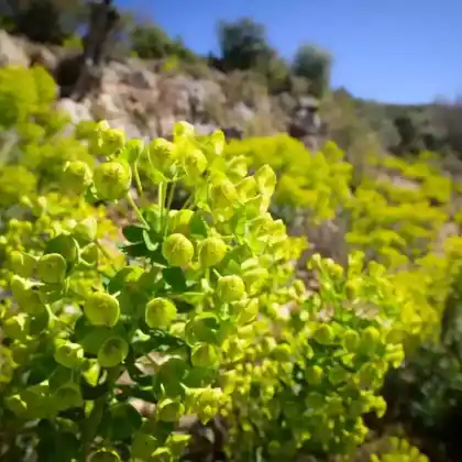 Foto von Palisaden-Wolfsmilch (Euphorbia characias)