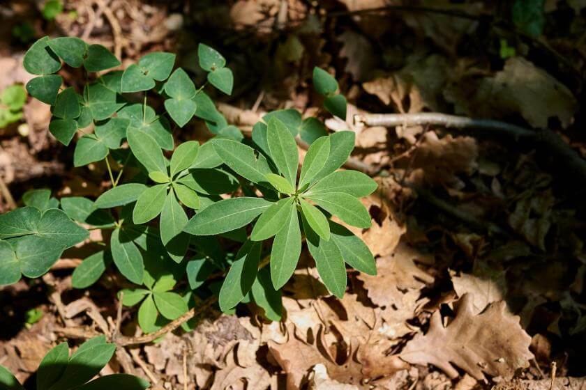 Süße Wolfsmilch / Euphorbia dulcis