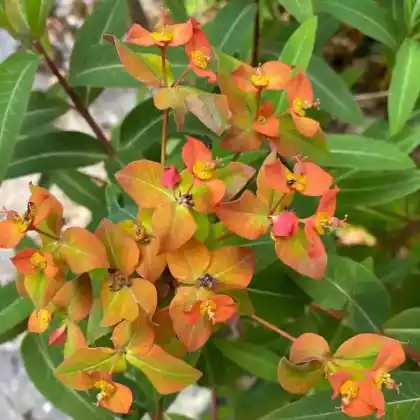 Foto von Griffiths-Wolfsmilch (Euphorbia griffithii)