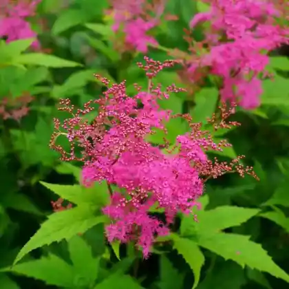 Foto von Rosa Mädesüß  (Filipendula purpurea)