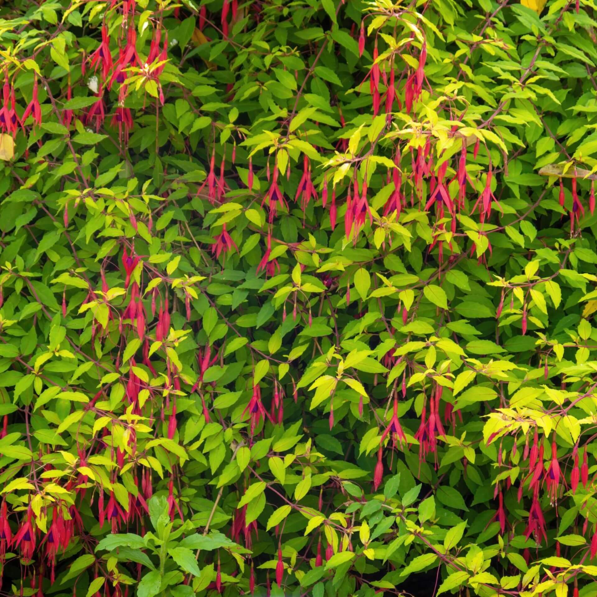 Scharlach-Fuchsie (Fuchsia magellanica)