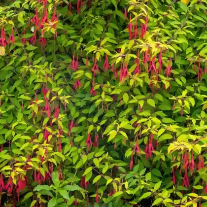 Foto von Scharlach-Fuchsie (Fuchsia magellanica)
