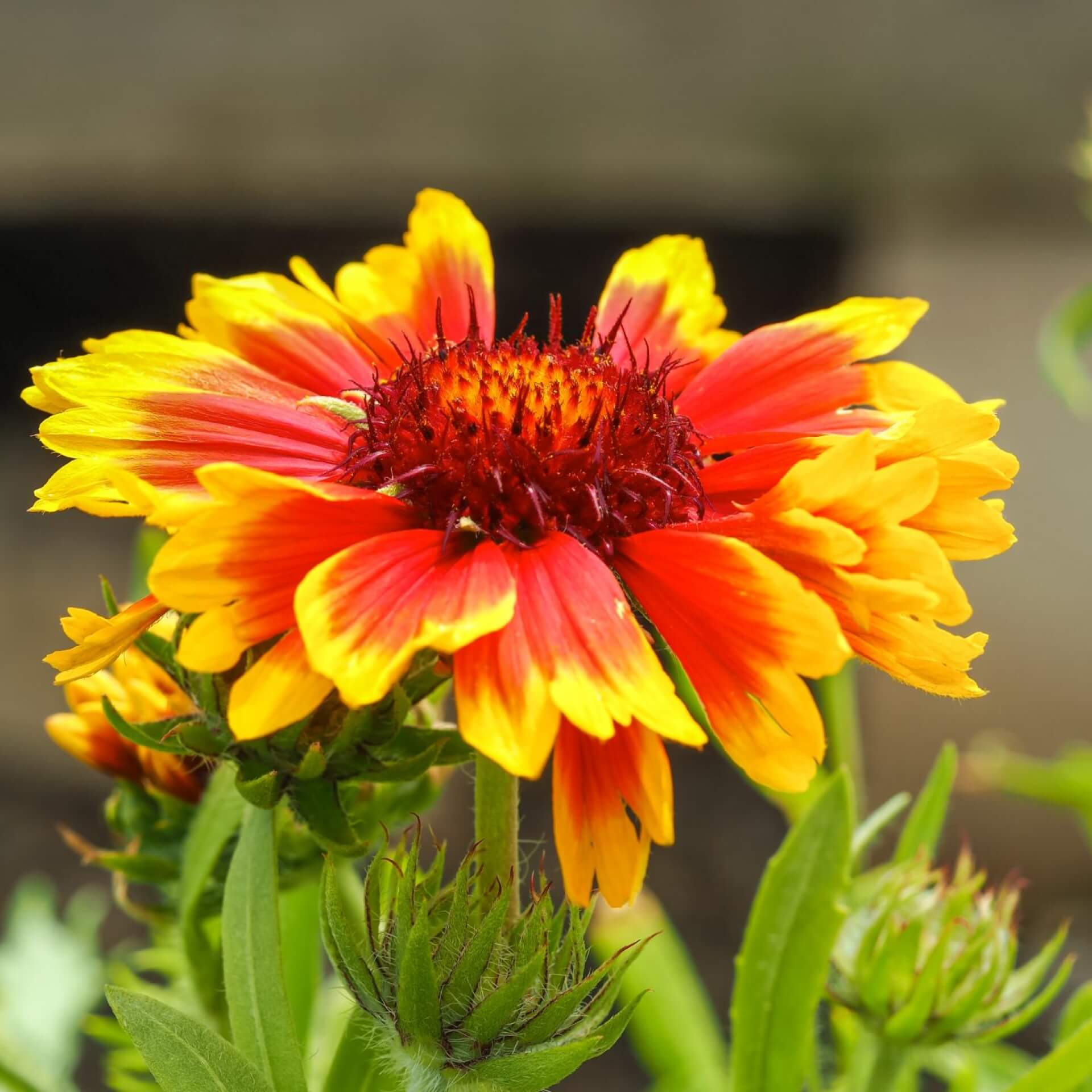 Kokardenblume (Gaillardia x grandiflora)