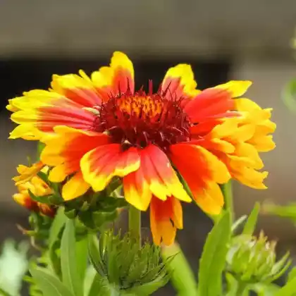 Foto von Kokardenblume (Gaillardia x grandiflora)
