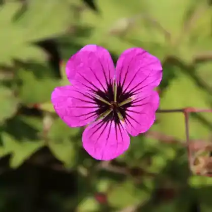 Foto von Grauer Storchschnabel (Geranium cinereum)