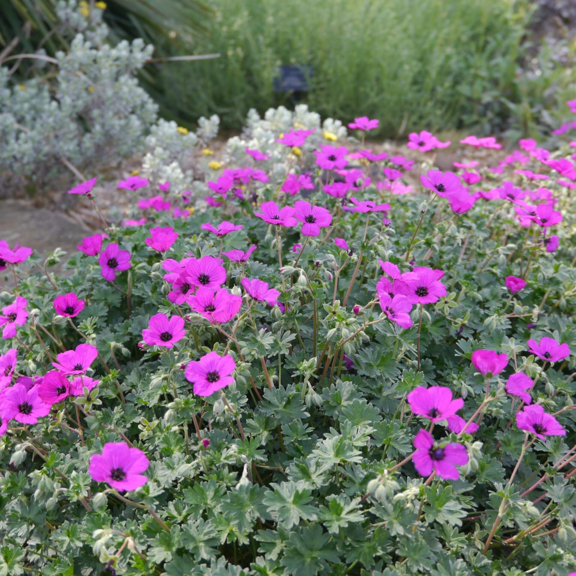 Aschgrauer Storchschnabel (Geranium cinereum subsp. subcaulescens)