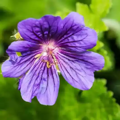 Foto von Clarkes Storchschnabel (Geranium clarkei)