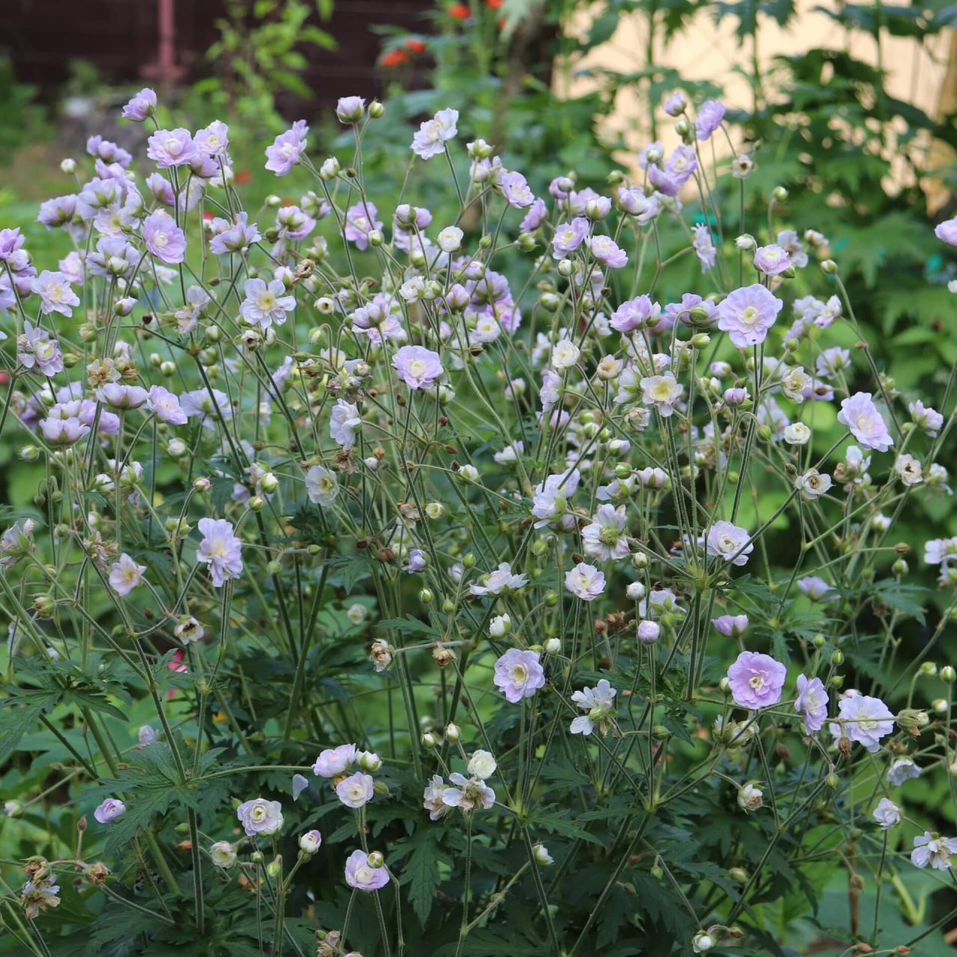 Himalaja-Storchschnabel  (Geranium himalayense)