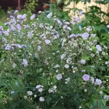 Foto von Himalaja-Storchschnabel  (Geranium himalayense)