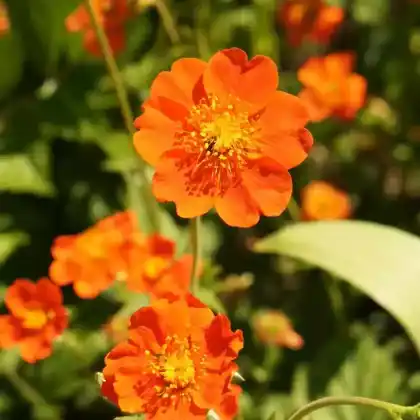 Foto von Chilenische Nelkenwurz (Geum chiloense)