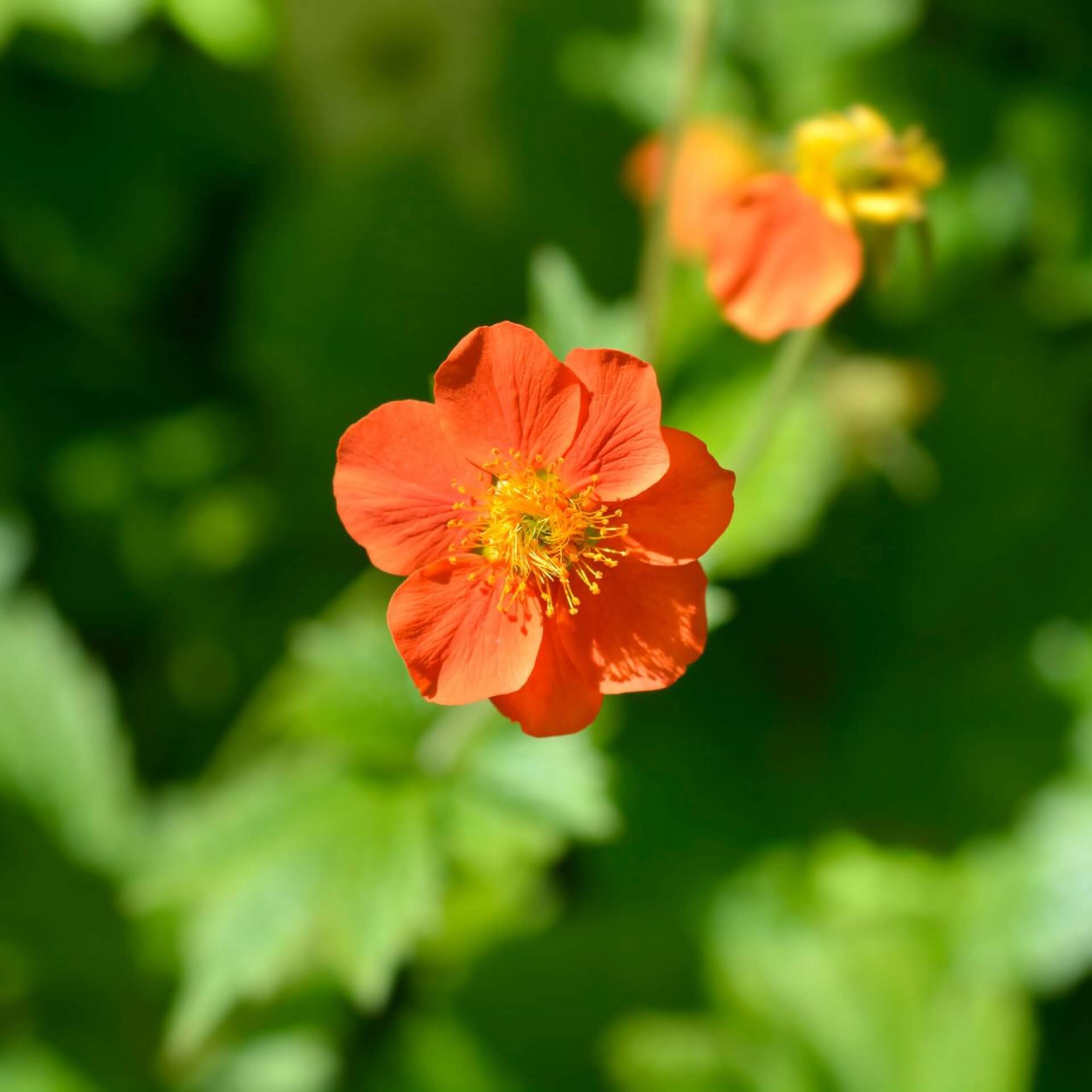 Rote Nelkenwurz (Geum coccineum)