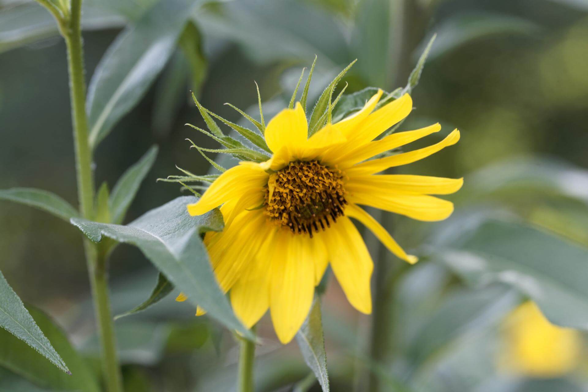 RiesenSonnenblume / Helianthus giganteus