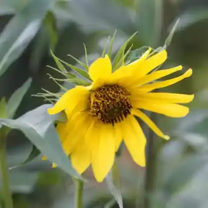 Foto von Riesen-Sonnenblume (Helianthus giganteus)