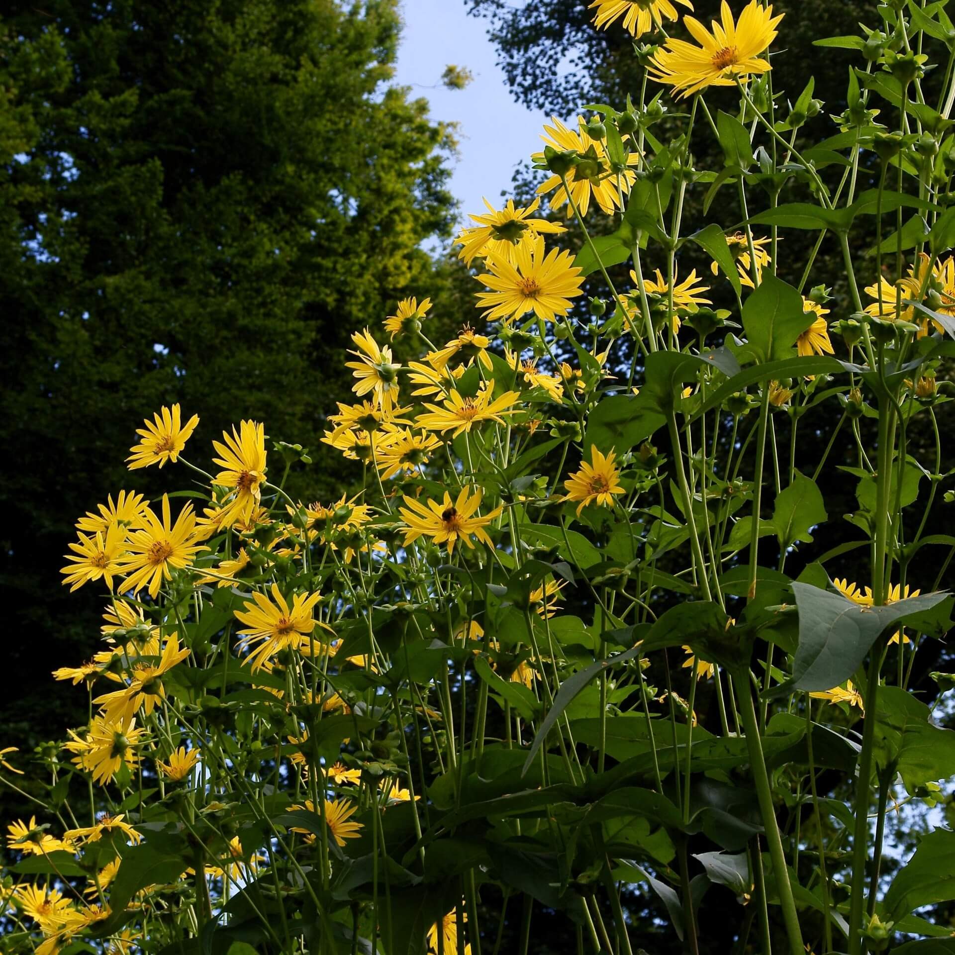 Garten-Sonnenauge (Heliopsis scabra)
