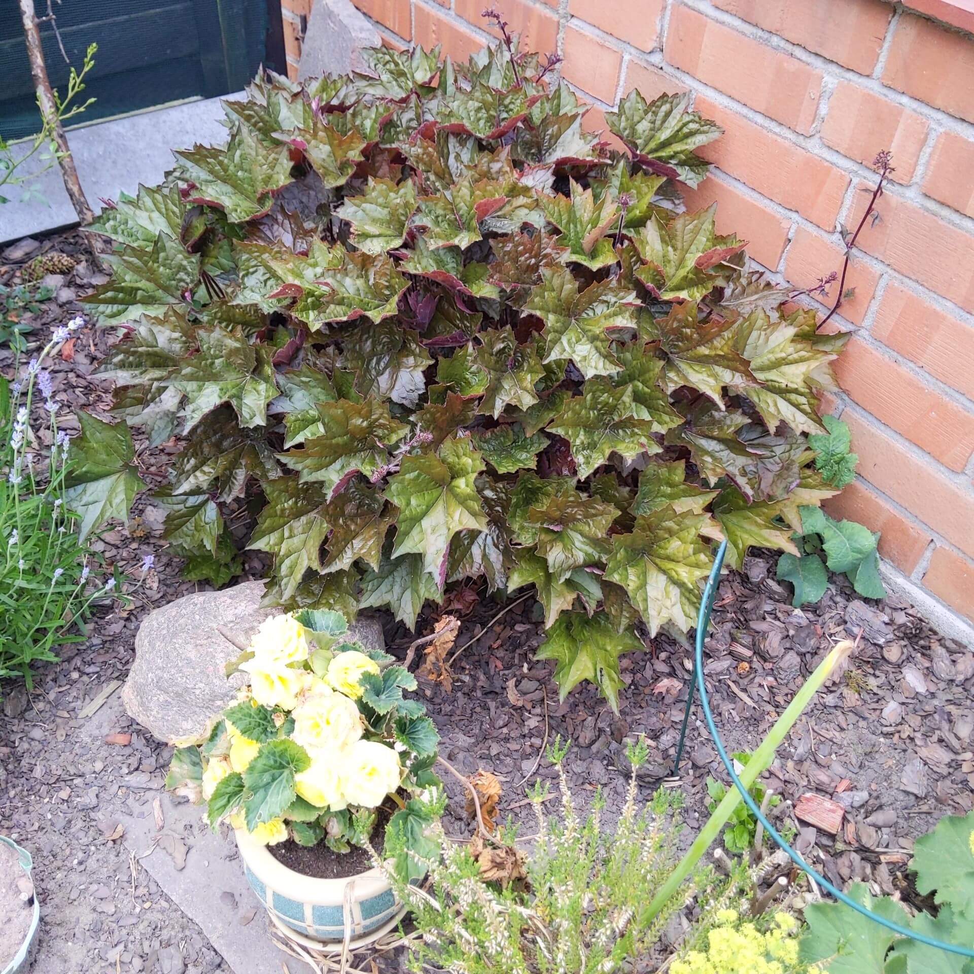 Kleinblütiges Purpurglöckchen (Heuchera micrantha)