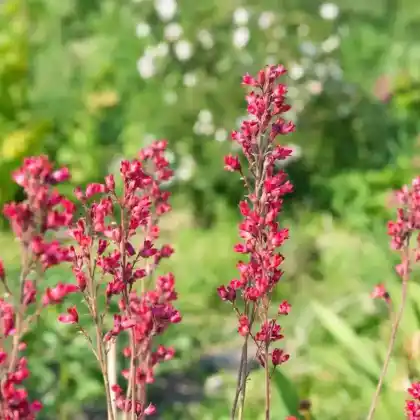Foto von Purpurglöckchen (Heuchera sanguinea)