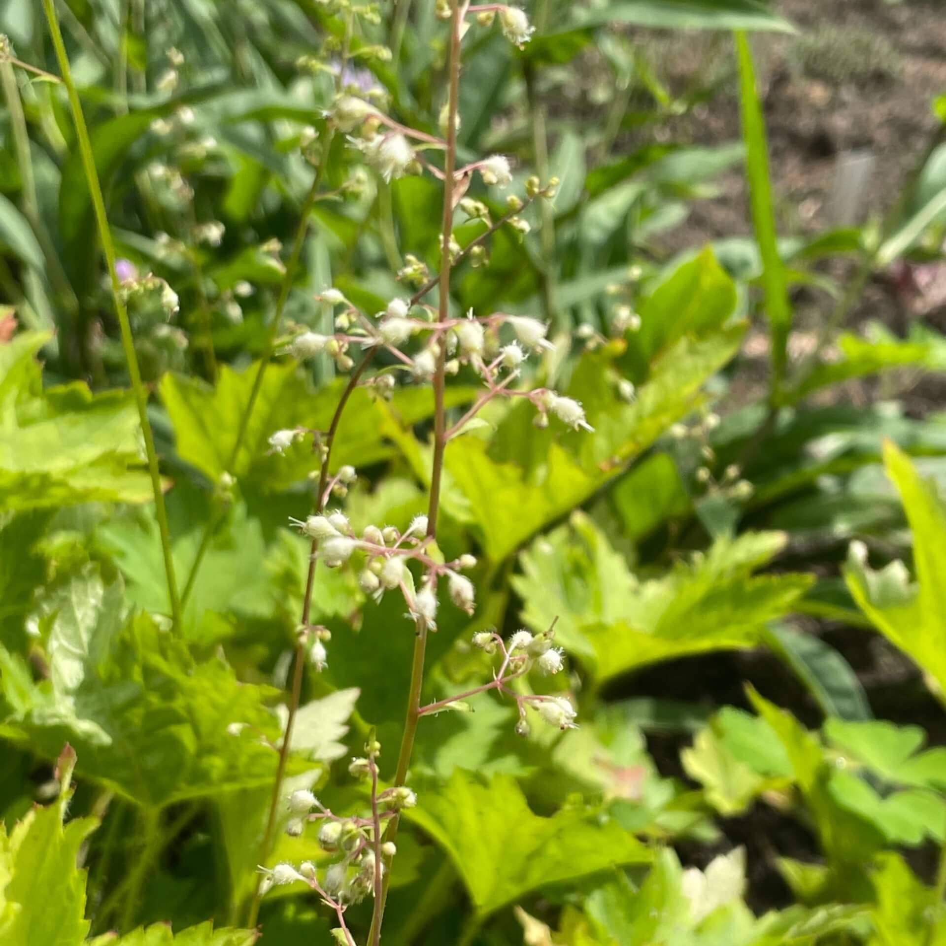 Zottige Silberglöckchen (Heuchera villosa var. macrorrhiza)