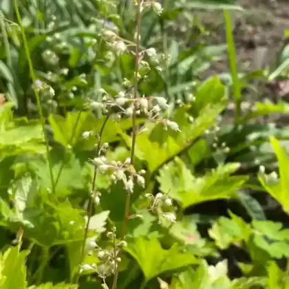Foto von Zottige Silberglöckchen (Heuchera villosa var. macrorrhiza)