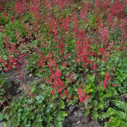 Foto von Garten-Purpurglöckchen (Heuchera x brizoides)