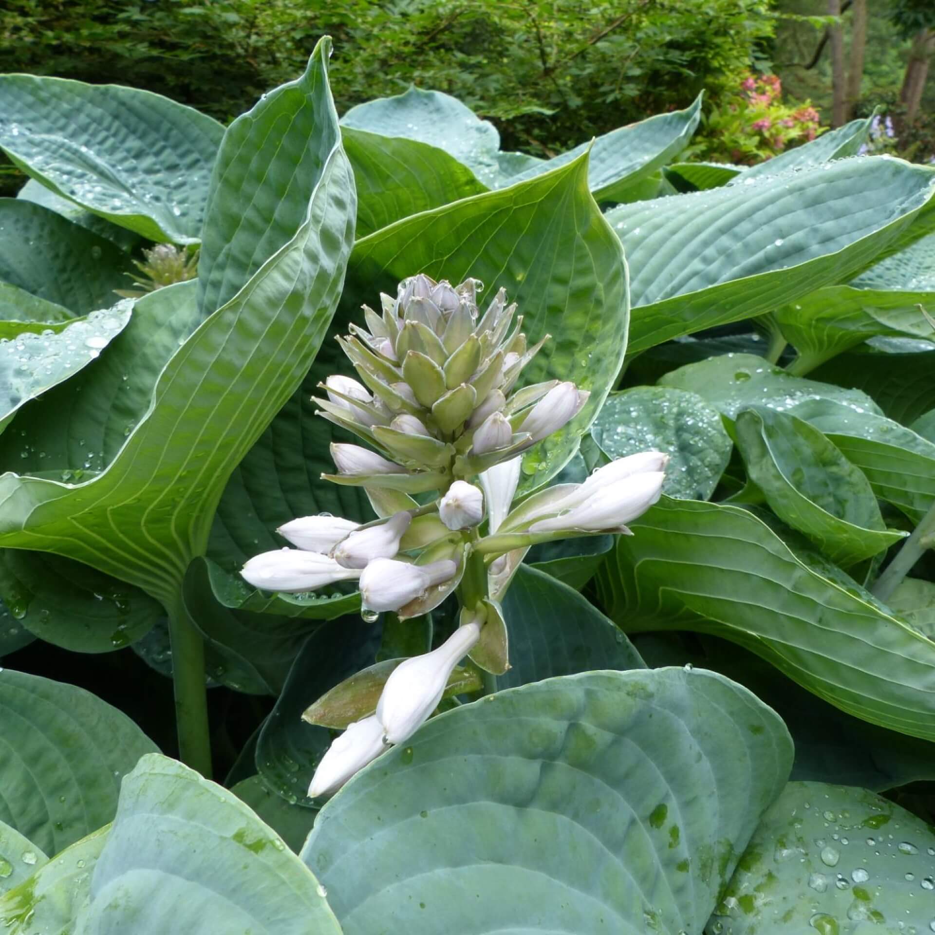 Blaublatt-Funkie (Hosta sieboldiana)