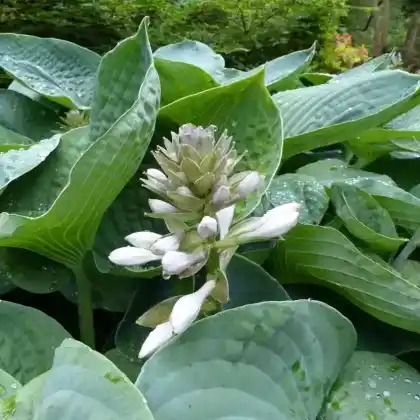Foto von Blaublatt-Funkie (Hosta sieboldiana)