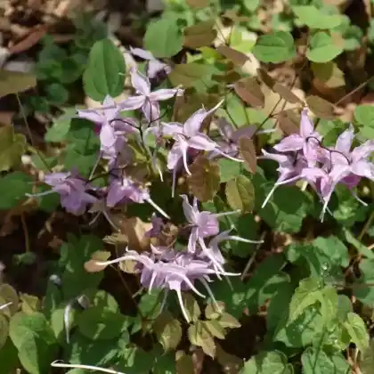 Foto von Großblütige Elfenblume (Epimedium grandiflorum)