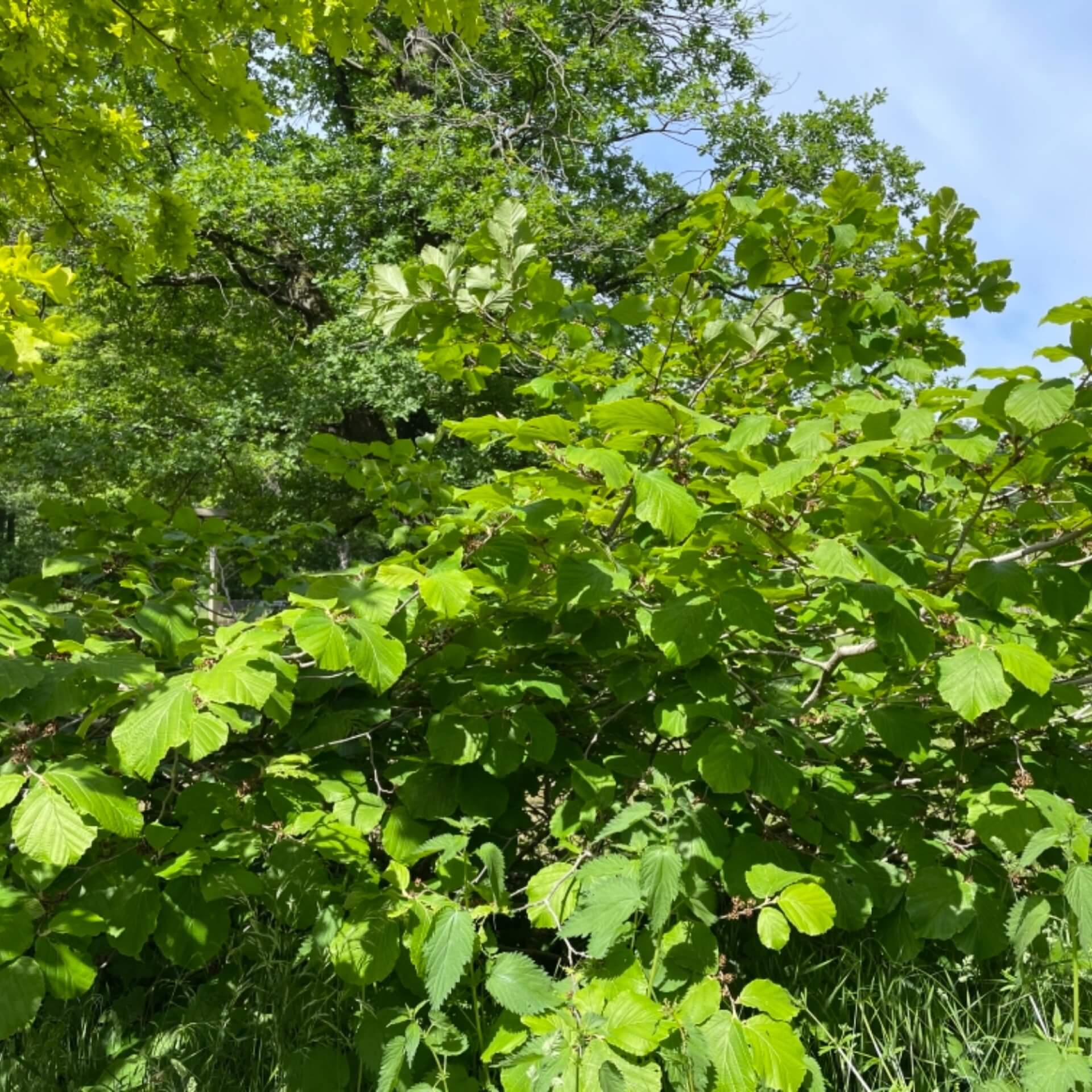 Zaubernuss 'Feuerzauber' (Hamamelis x intermedia 'Feuerzauber’)