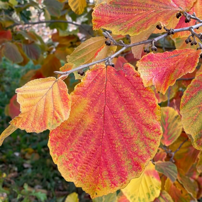 Zaubernuss 'Feuerzauber': Expertenwissen für Garten & Balkon