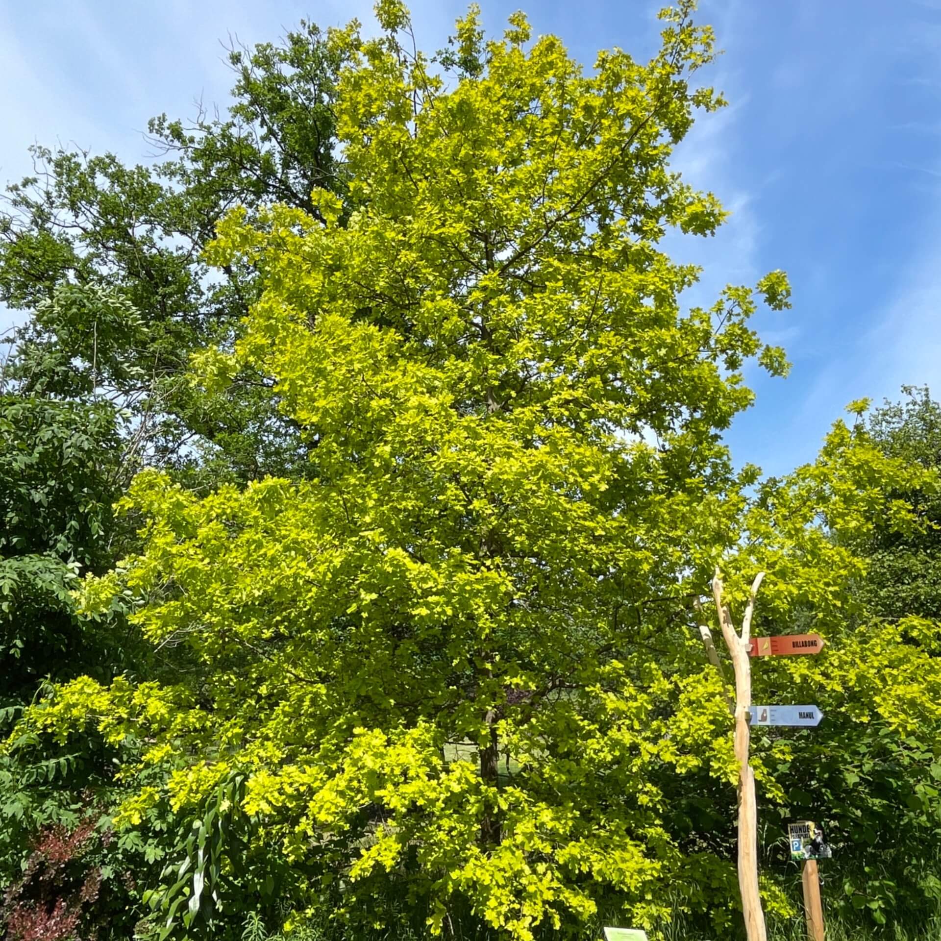 Goldeiche (Quercus robur 'Concordia')