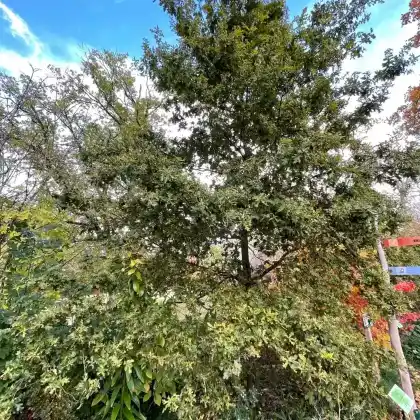 Foto von Goldeiche (Quercus robur 'Concordia')