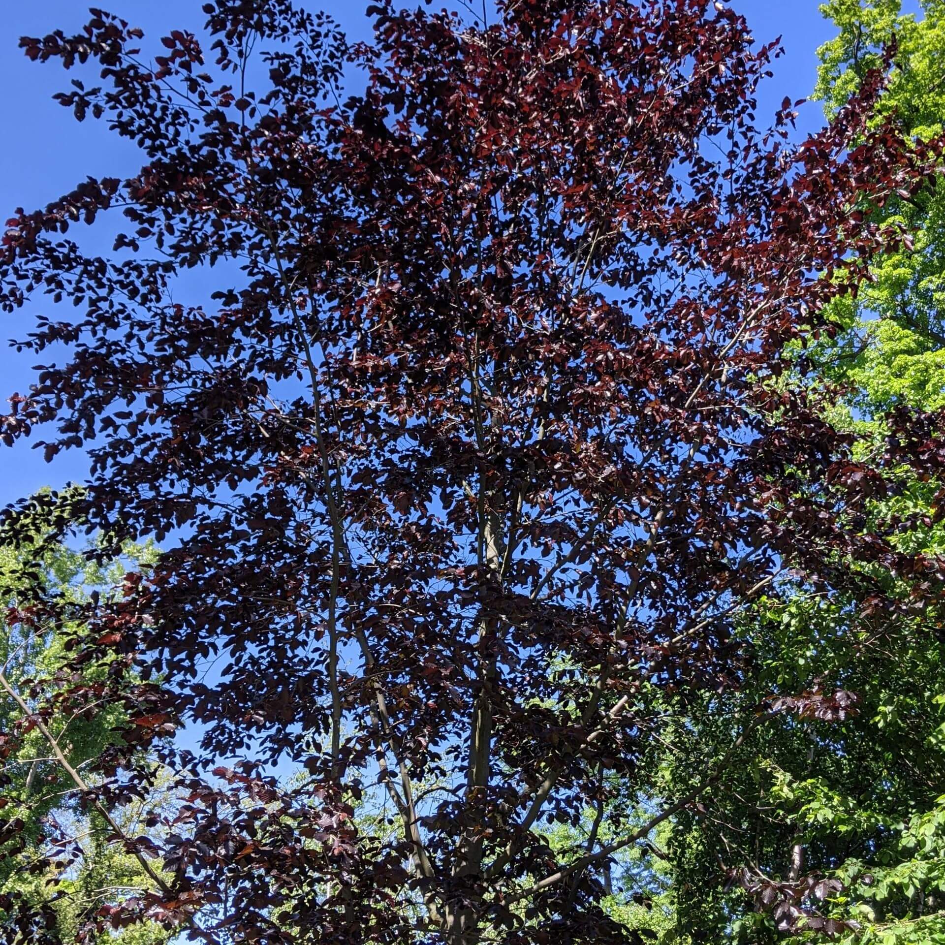Blutbuche 'Swat Magret' (Fagus sylvatica 'Swat Magret')