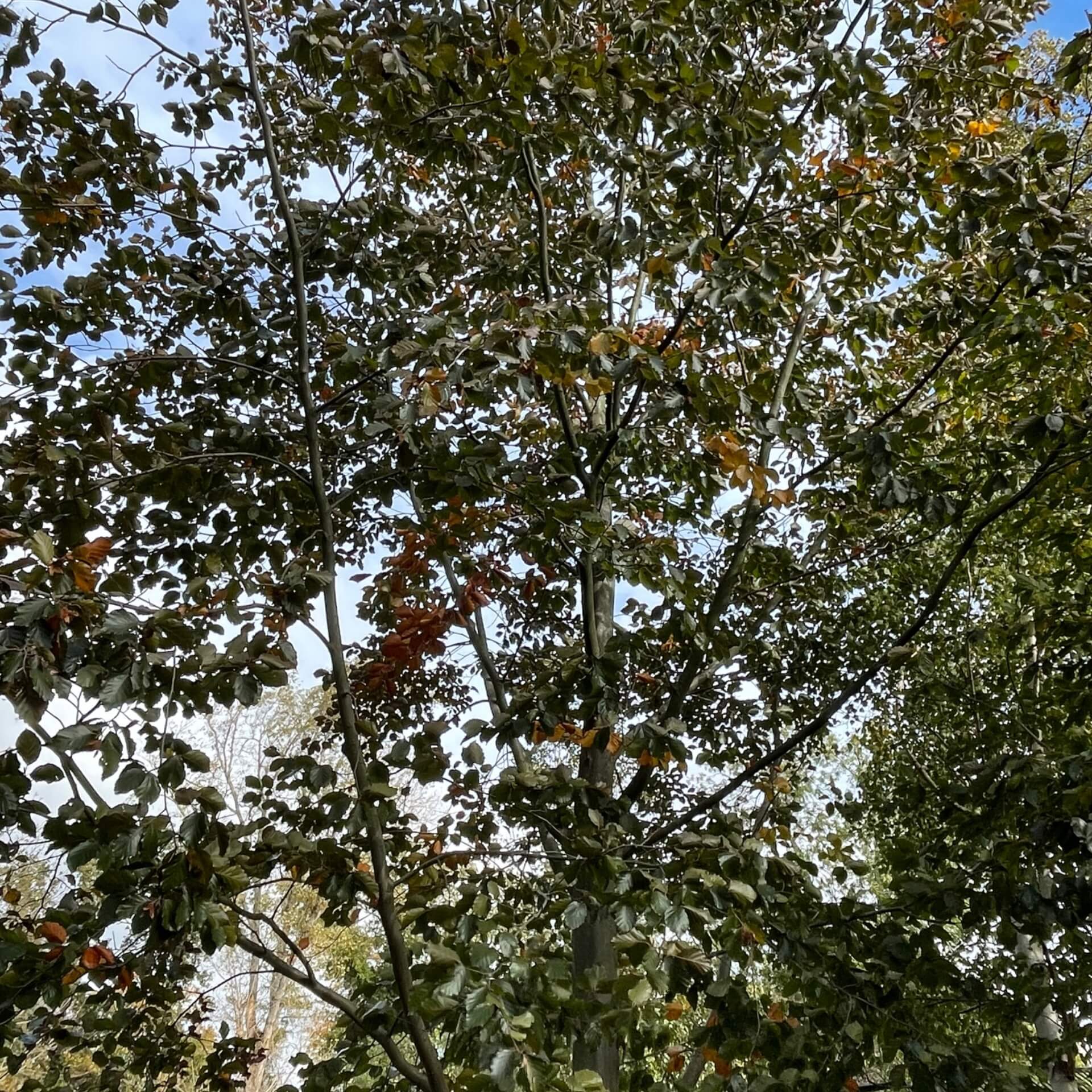 Blutbuche 'Swat Magret' (Fagus sylvatica 'Swat Magret')