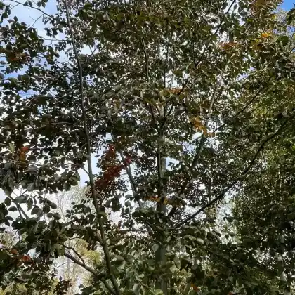 Foto von Blutbuche 'Swat Magret' (Fagus sylvatica 'Swat Magret')