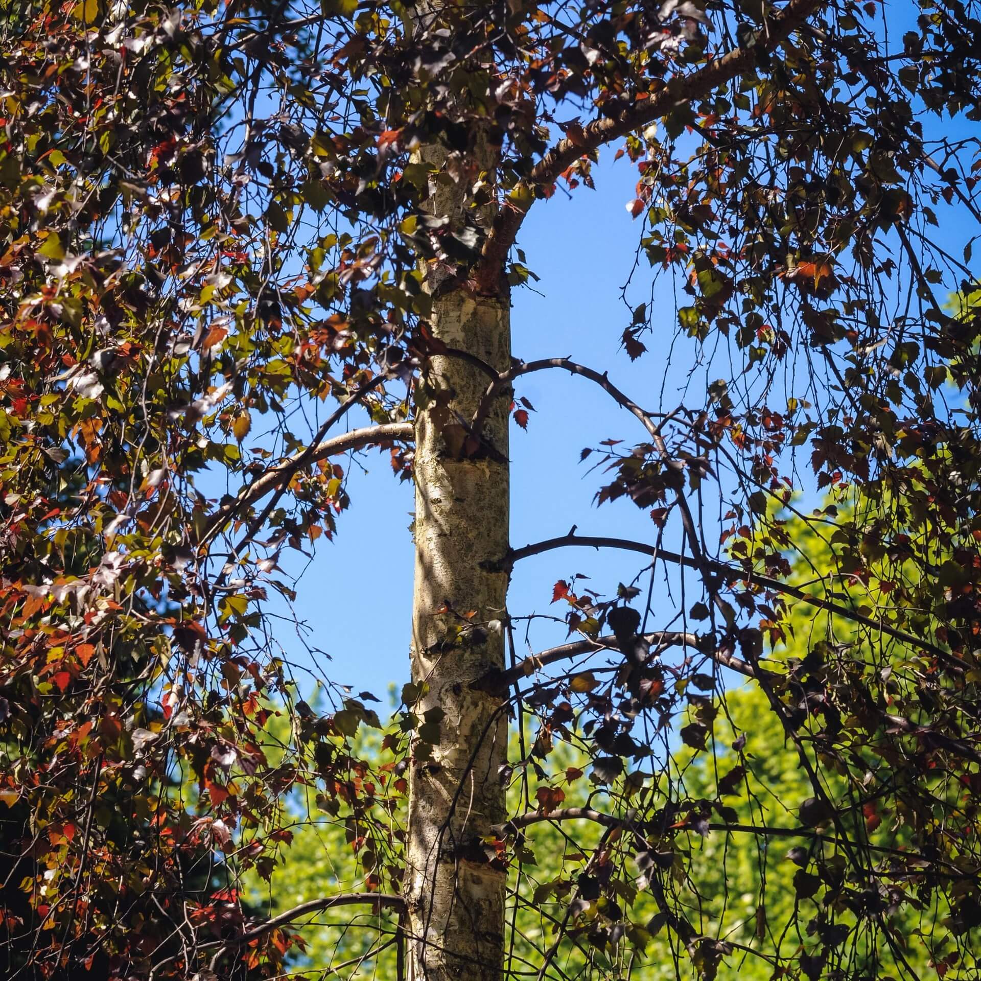 Blutbirke 'Purpurea' (Betula pendula 'Purpurea')