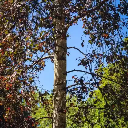 Foto von Blutbirke 'Purpurea' (Betula pendula 'Purpurea')