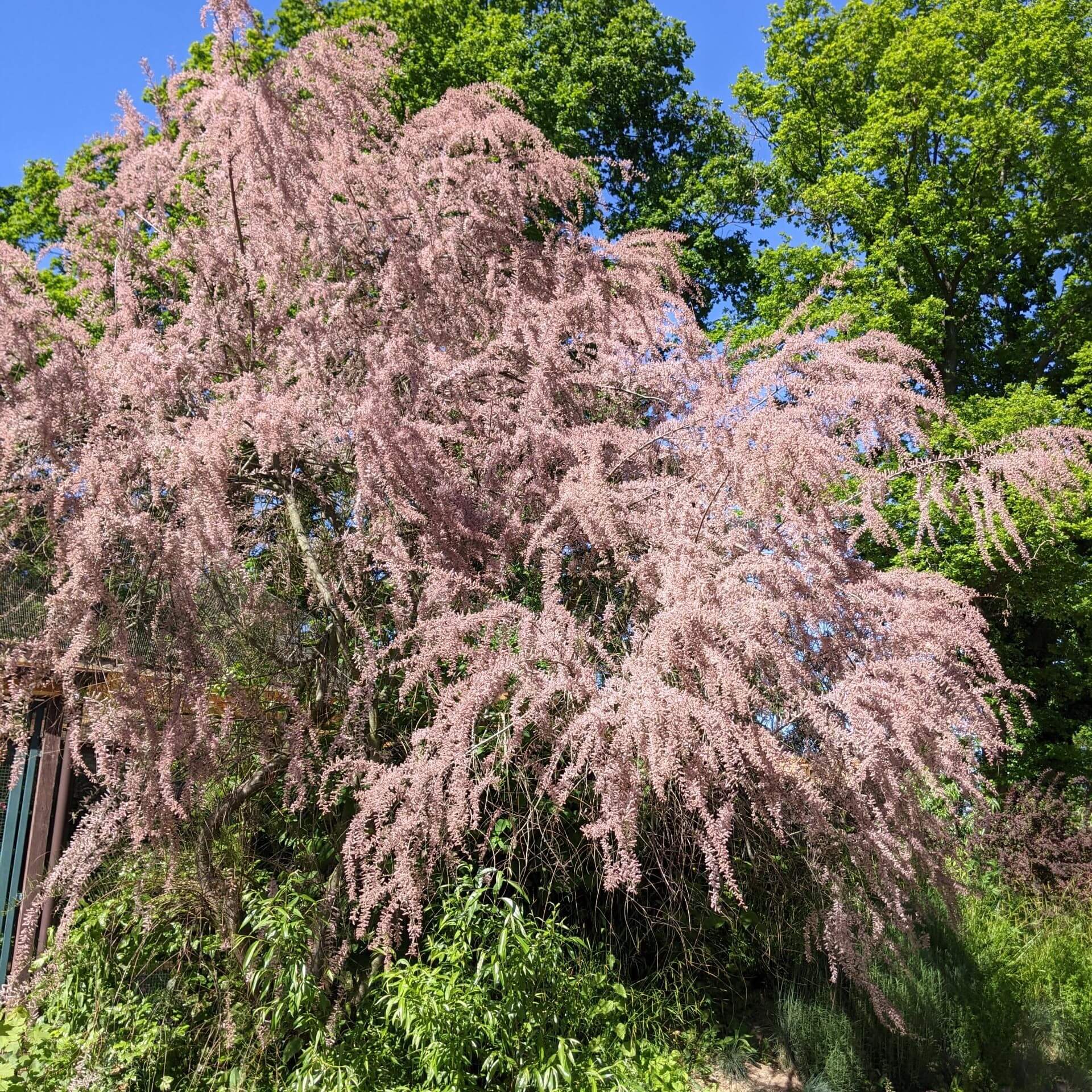 Heidetamariske (Tamarix pentandra)