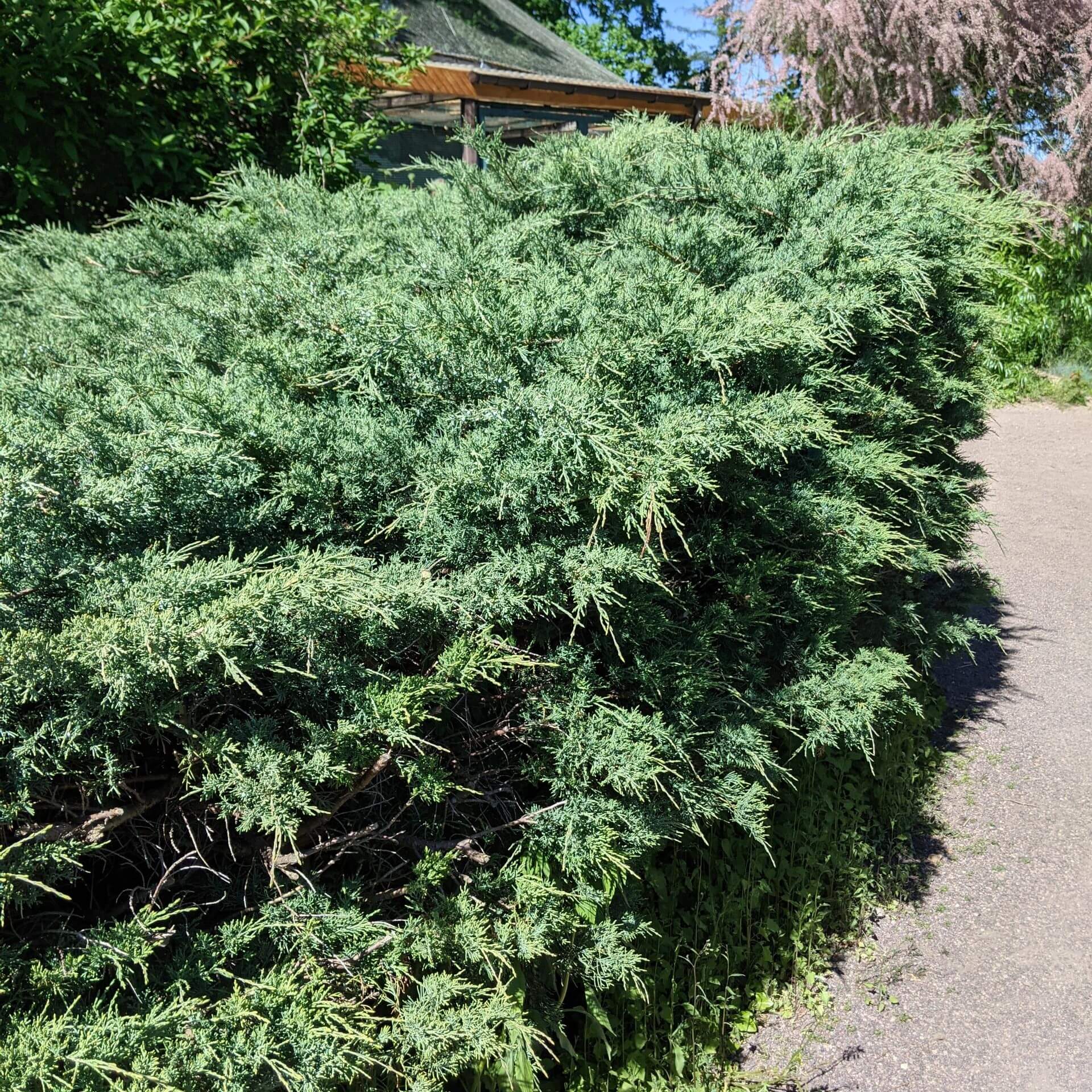 Chinesischer Wacholder (Juniperus chinensis)