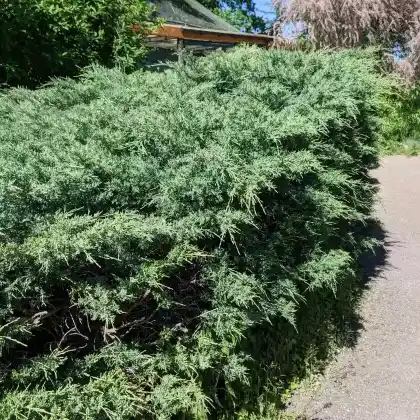 Foto von Chinesischer Wacholder (Juniperus chinensis)